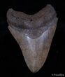 Coffee Colored Georgia Megalodon Tooth - Nice Serrations #3042-1